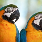 Blue and gold Macaws