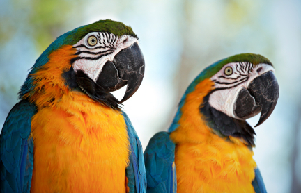 Blue and gold Macaws