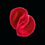 Peter Gabriel Scratch My Back